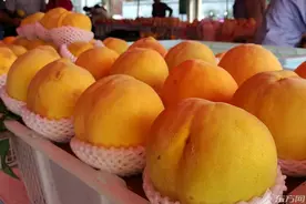 高温少雨造就“史上最甜”奉贤黄桃 首次试点扫码溯源图片