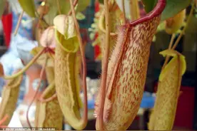 猪笼草：植物界使用“美人计”的佼佼者图片