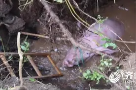 安丘200公斤重越狱“二师兄”不慎坠井 消防绑猪施救图片