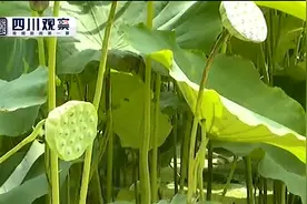 莲子采摘正当时 荷田深处寻美食图片