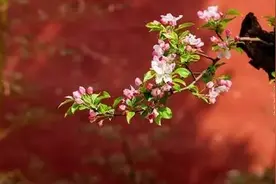 读史｜有谋不碍真君子图片
