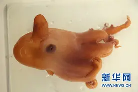 科普：“科学”号上的深海“稀客”图片