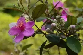 植物百科｜桃金娘图片