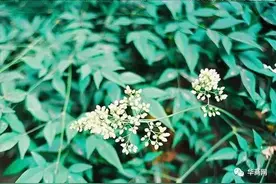 最陕西｜西安一私家车被共享汽车撞坏 维修费无人承担图片