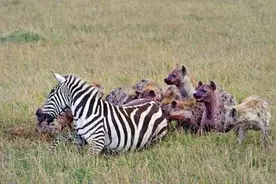 血腥的杀戮 鬣狗开膛怀孕斑马叼走其幼崽图片