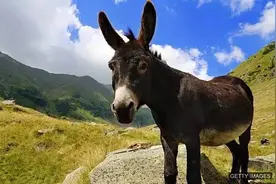 Donkey's years是驴年马月吗？丨BBC听英语图片