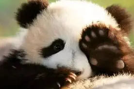 传说中的貔貅原型竟然是萌萌的熊猫？图片