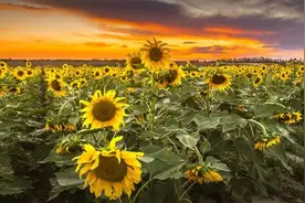 巴彦淖尔｜乡音虽变，却多了心心念图片