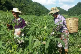 贵州惠水一深度贫困村10万斤秋葵苦等买家图片