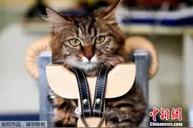 宠物针灸大受欢迎 你愿意带“毛孩子”一试吗？图片