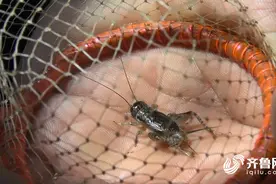 小蟋蟀带来大财富！山东农民工返乡抓蟋蟀月赚两万多图片