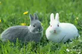 黄文庆「汉水悠悠」养兔记图片