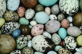 鸟的模样蛋告诉你图片