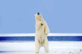 冰雪消融的北极图片