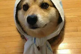 从重处罚！家中养狗的抓紧看，义乌发布犬只管理新规（注意点整理全了）图片