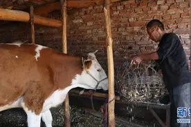 朝阳市喀左县：“扶贫牛”让贫困户鼓了腰包笑开颜图片