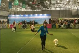 中国宠物行业的冠军犬正在加速发展图片