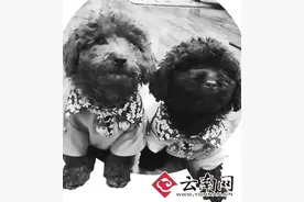 狗狗能治疗孩子自闭症？专家：不是所有人都适用图片