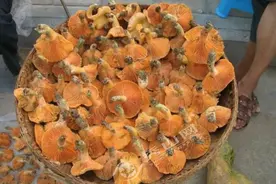 枞树菌新鲜上市受青睐 每斤20至30元图片