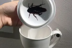 参展茶杯中有蟑螂？别慌，这里还有更“奇葩”的杯子等着你图片