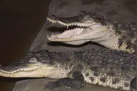 鳄鱼帮鸡、泥鳅帮黄鳝、鸡帮人，兔子帮火龙果，这些忙……帮得还好吗？图片