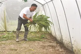 “害虫”成“致富虫” 小蚂蚱“蹦”出大财富图片