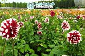 捞鱼河湿地公园又添新玩场 这个秋天不再单调图片