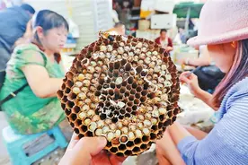 云南蜂蛹俏销市场图片