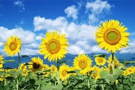 向日花开金色满园 来看看威海向日葵花海地图片