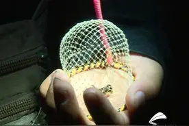 冠县山村蟋蟀交易市场火爆 千余村民当起“蟋蟀捕手”图片