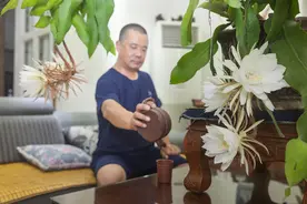 6朵昙花同时开放 记者见证“昙花一现”图片