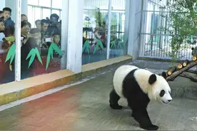 大熊猫雅吉亮相济南动物园 吸“粉”无数图片