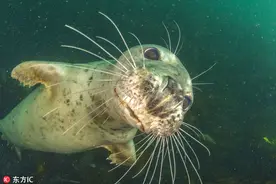 小海豹与潜水员互动合影 呆萌可爱图片
