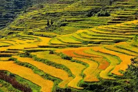 重磅｜花田梯田再次荣登央视 酉阳人速度围观图片