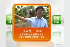 壮壮帮忙：猕猴桃黄化咋回事图片