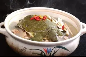 秋天的“桂花甲鱼”很滋补，但怎么吃你懂吗？图片
