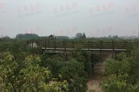 乐陵的金丝小枣熟了 青岛的“吃货”坐不住了图片