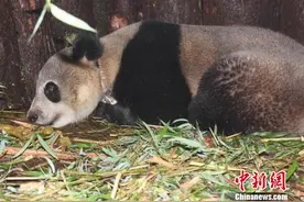 大熊猫“张想”放归自然4年生存良好 今日再次放归图片
