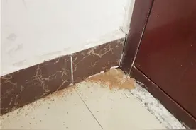 黄蚂蚁家中“做客”惹人恼图片