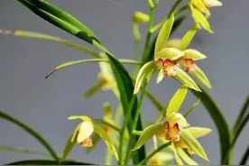 植物百科｜美肤的植物图片