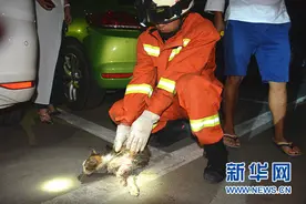 小猫被困引擎盖 贵州遵义消防成功救助图片