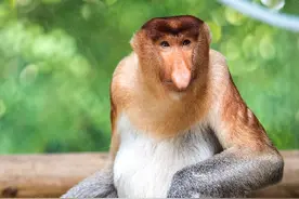 珍稀动物“大鼻猴”中国首展图片