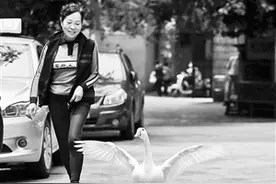 收费站捡到“小黄鸭” 带回家当爱宠竟发现是白天鹅图片