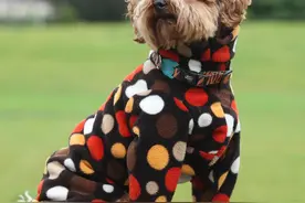 苏格兰狗狗连体衣走俏 防寒保暖超时尚图片