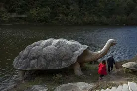 吉林现比轿车还大的“乌龟” 趴岸边供人欣赏拍照图片