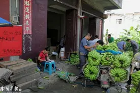 今年香蕉怎么了？浦北香蕉价格暴跌大量滞销！不少蕉农改行图片