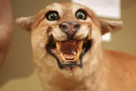 残忍！畸形动物标本造型雷人诡异图片