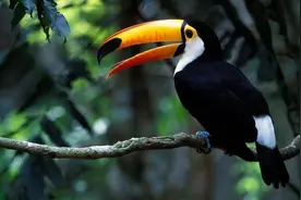 巨嘴鸟那么大的嘴巴有什么用？图片