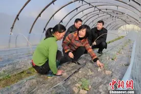 农业“智多星”林燚：“女华佗”为农医“病”图片