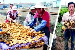 潍坊：黄姜生姜身价都翻番 业内称只是短暂涨价图片